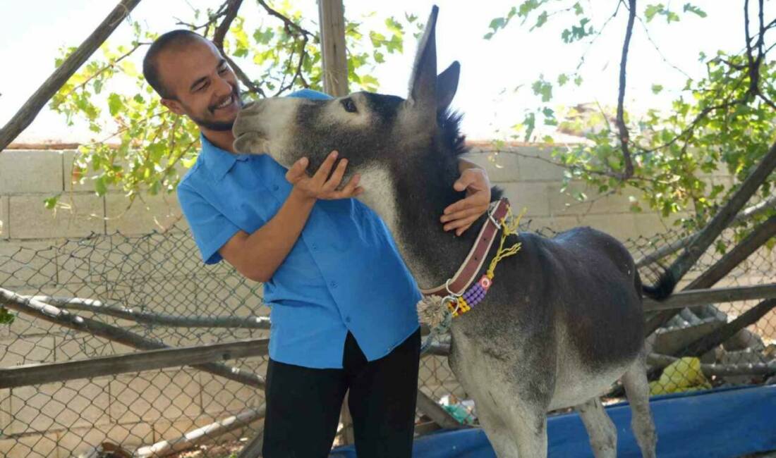 Gaziantep'te yaşayan Ömer Sezgin, annesi ölen yavru eşeği Mardin'de bulduktan