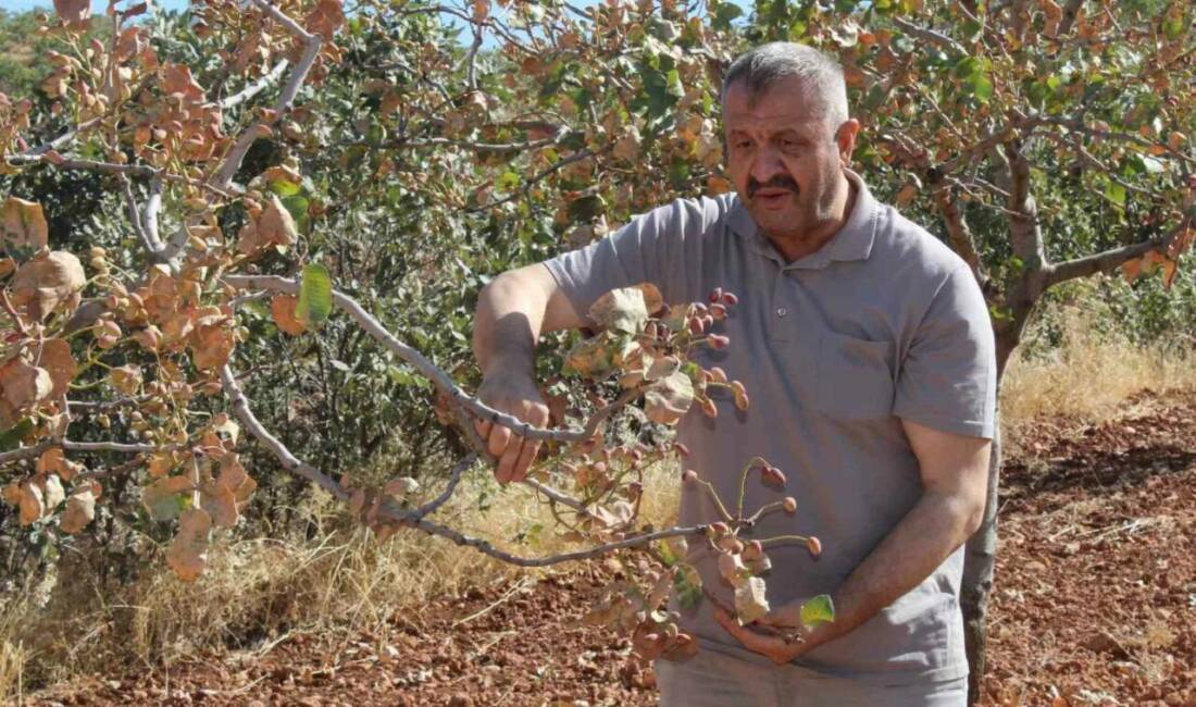 Siirt'te aşırı sıcaklar, fıstık ağaçlarına zarar vererek bu yıl rekolte
