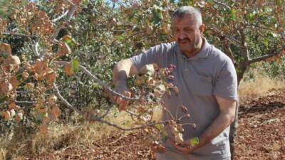 Siirt'te aşırı sıcaklar, fıstık ağaçlarına zarar vererek bu yıl rekolte