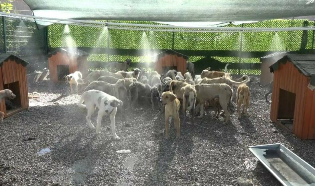 Kahta ilçe Belediyesi, Adıyaman'da aşırı sıcaklardan etkilenen sokak hayvanları için