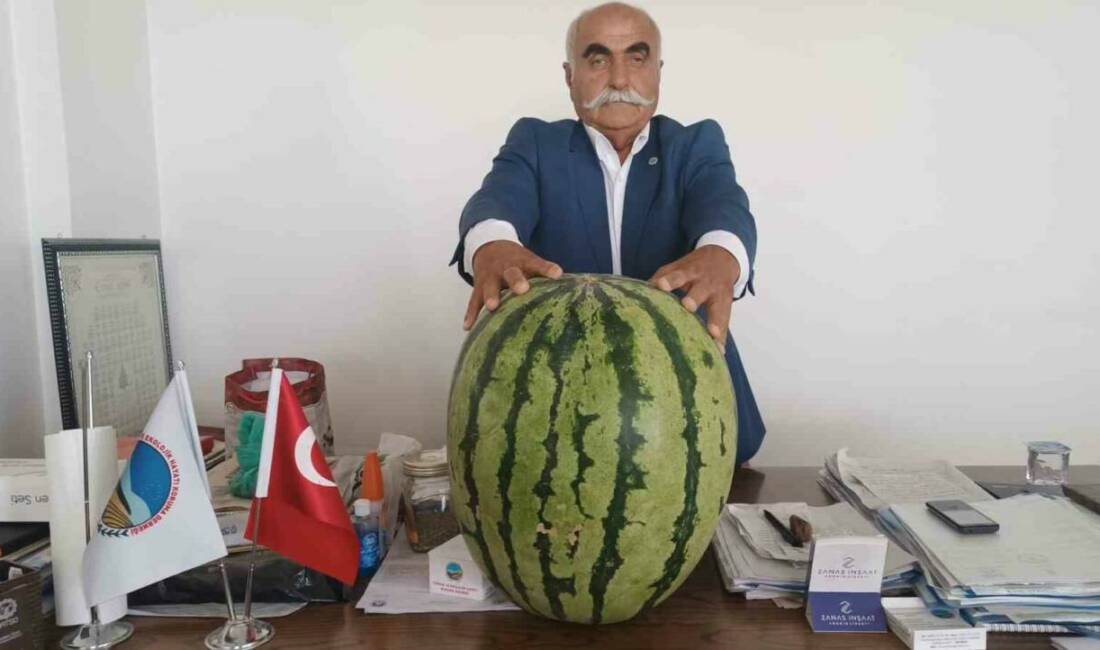 Batman Ovası'nda 45 kilogramlık dev bir karpuz yetiştirilerek vatandaşların ilgisini