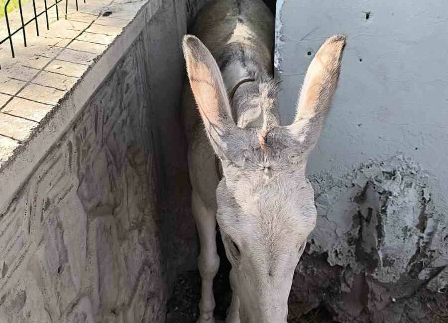 Batman'ın Balpınar beldesinde sıkışan bir eşeğe vatandaşlar yardım etti. Eşeği