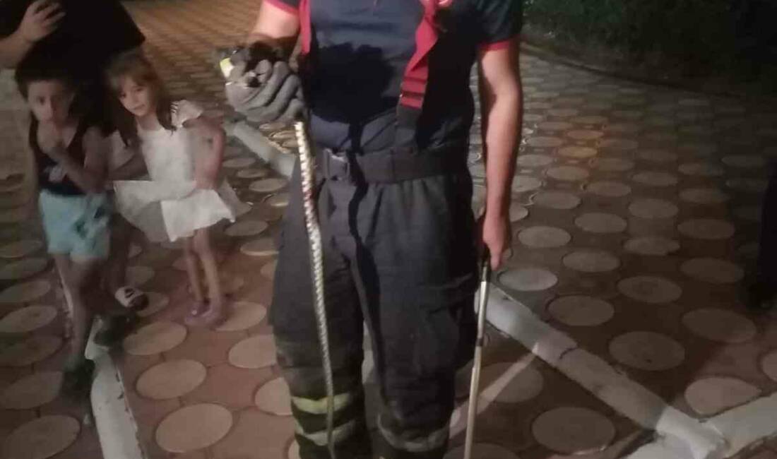 Batman merkezdeki bir sitede görülen yılan, sakinler arasında kısa süreli