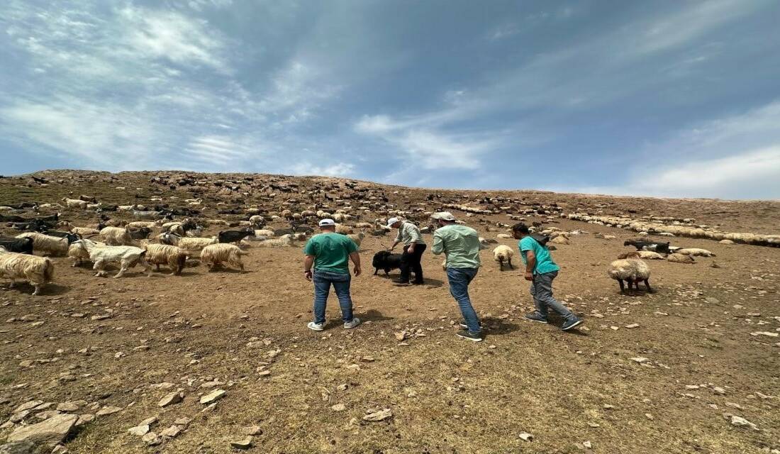 Şırnak İl Tarım ve Orman Müdürlüğü veteriner ekipleri, Beytüşşebap yaylalarında