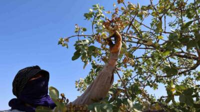 Diyarbakır'ın Çınar ilçesinde "Yeşil altın" olarak bilinen fıstık hasadına başladı.