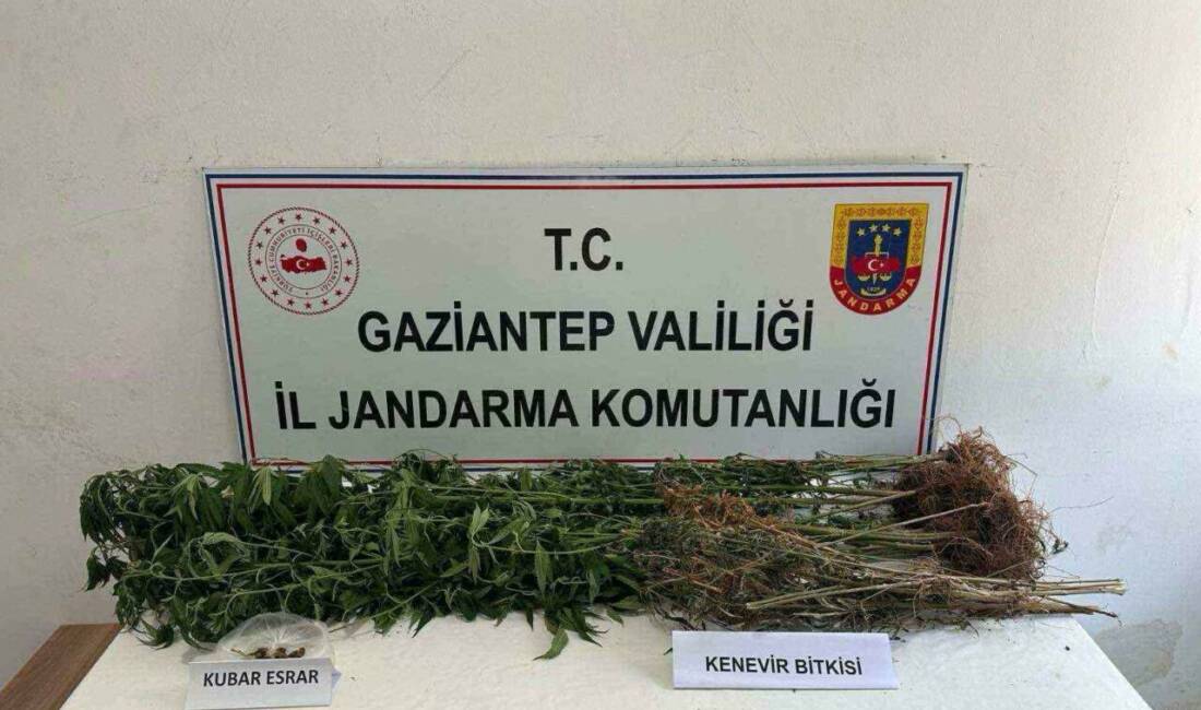 Gaziantep'te yapılan jandarma operasyonlarında 428 kök kenevir bitkisi ile 1
