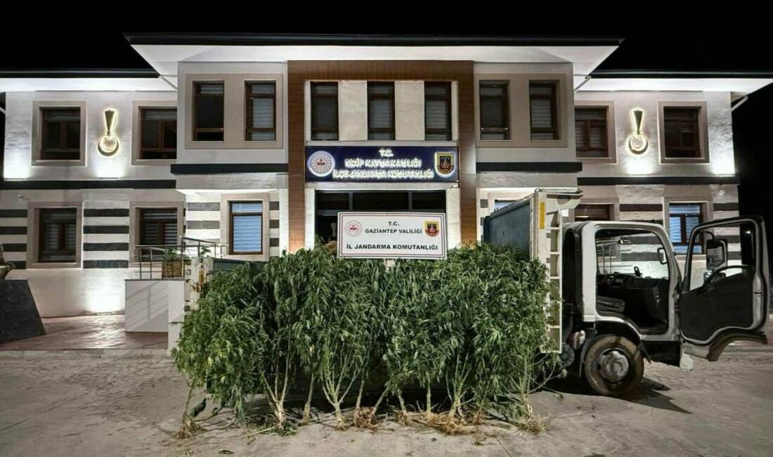 Gaziantep'te kenevir ekimi yapılan bir evin bahçesinde 825 kök kenevir