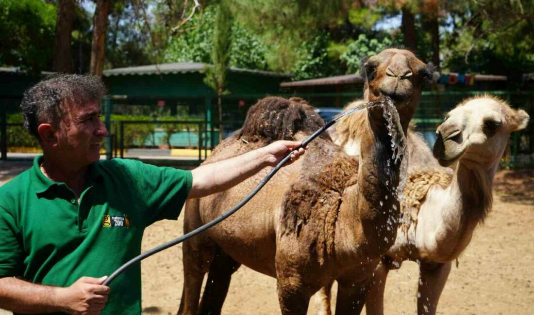 Gaziantep Doğal Yaşam Parkı, yüksek sıcaklıklarda hayvanlar için özel tedbirler
