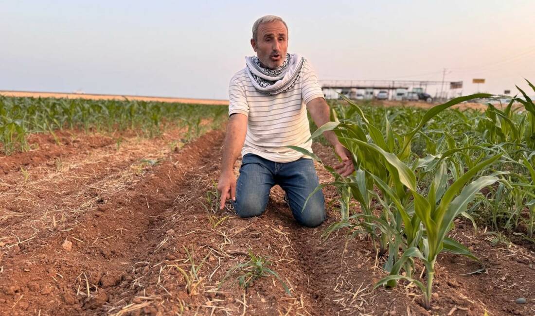 Şanlıurfa'nın Suruç ilçesinde, bir çiftçi farklı mısır tohumları ektiği tarlasında