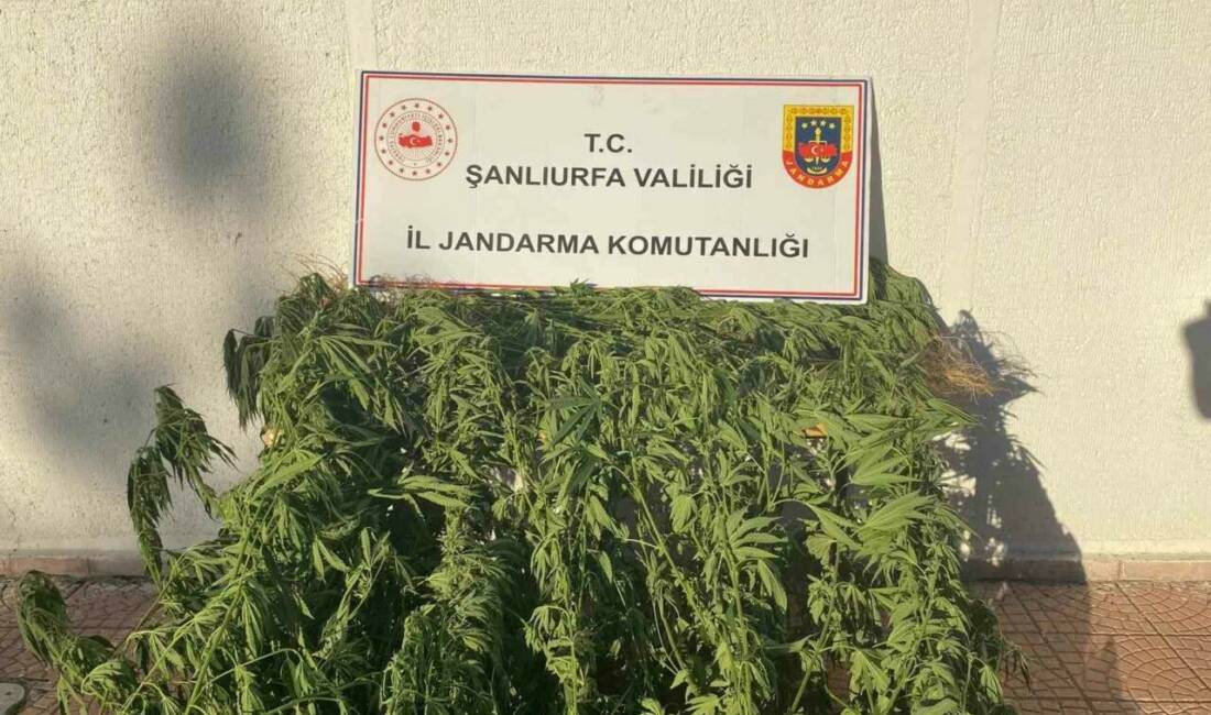 Jandarmadan uyuşturucu operasyonu Şanlıurfa'nın Siverek ilçesinde jandarma ekipleri tarafından düzenlenen operasyonda 35 kök