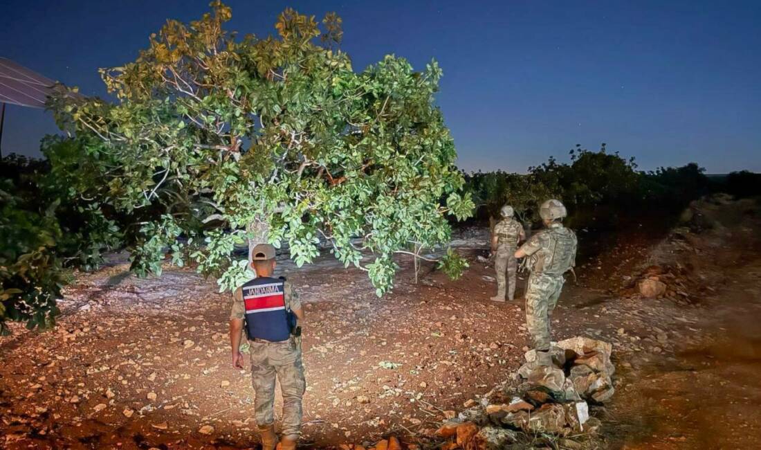 Şanlıurfa'da fıstık hasadı başladı ve jandarma ekipleri de üreticilere destek