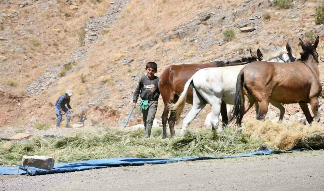 Uludere ilçesindeki çiftçiler kış öncesi hayvanları için yem hazırlıklarına başladı.