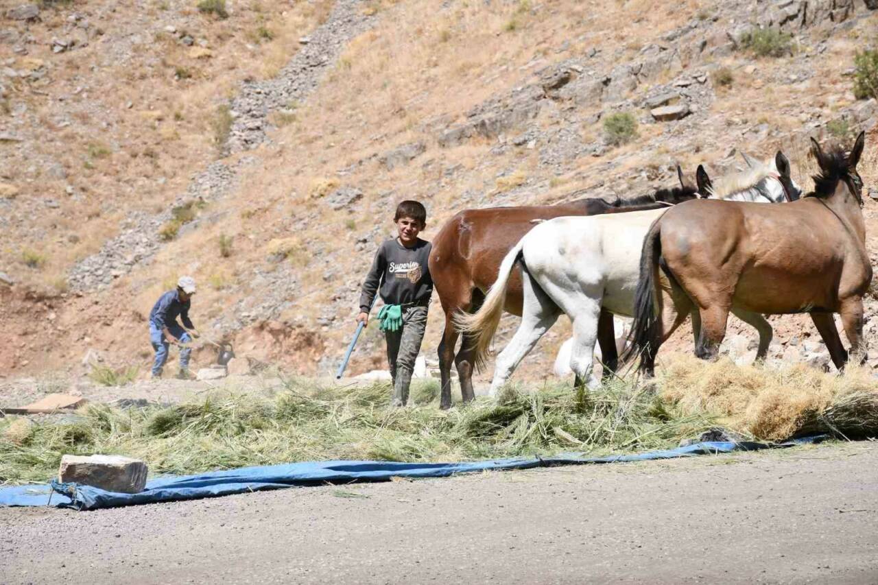Uludere ilçesindeki çiftçiler kış öncesi hayvanları için yem hazırlıklarına başladı.