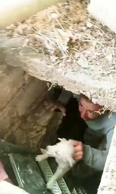 Adıyaman’ın Besni ilçesinde eski bir lağım kuyusuna düşen 5 yavru