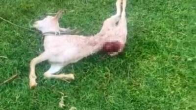 Mardin'in Kızıltepe ilçesinde, sokak köpeklerinin iddia edilen olayda, Mezopotamya Mahallesi'nde