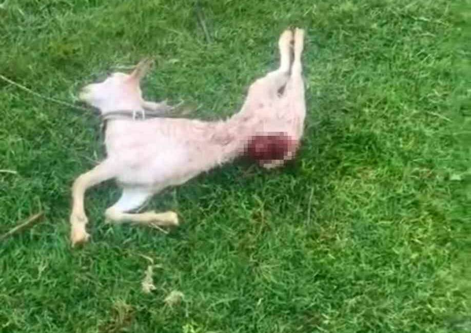 Mardin'in Kızıltepe ilçesinde, sokak köpeklerinin iddia edilen olayda, Mezopotamya Mahallesi'nde