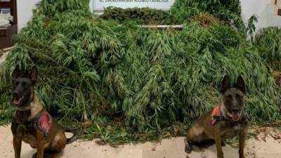 Şanlıurfa'da gerçekleştirilen uyuşturucu operasyonunda 11 kilo 200 gram esrar ele