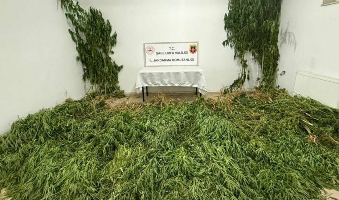 Şanlıurfa’nın Birecik ilçesinde gerçekleştirilen operasyonda, 2 kilo 525 gram kubar