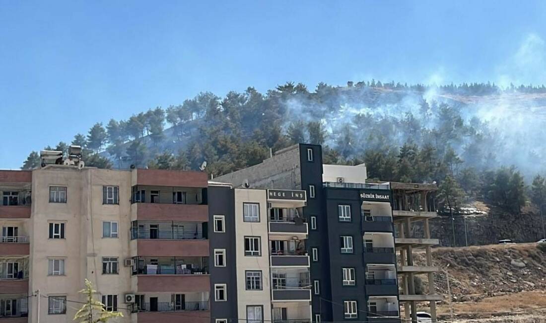 Şanlıurfa'nın Eyyübiye ilçesine bağlı Direkli Mahallesi'ndeki ağaçlık alanda çıkan yangın,