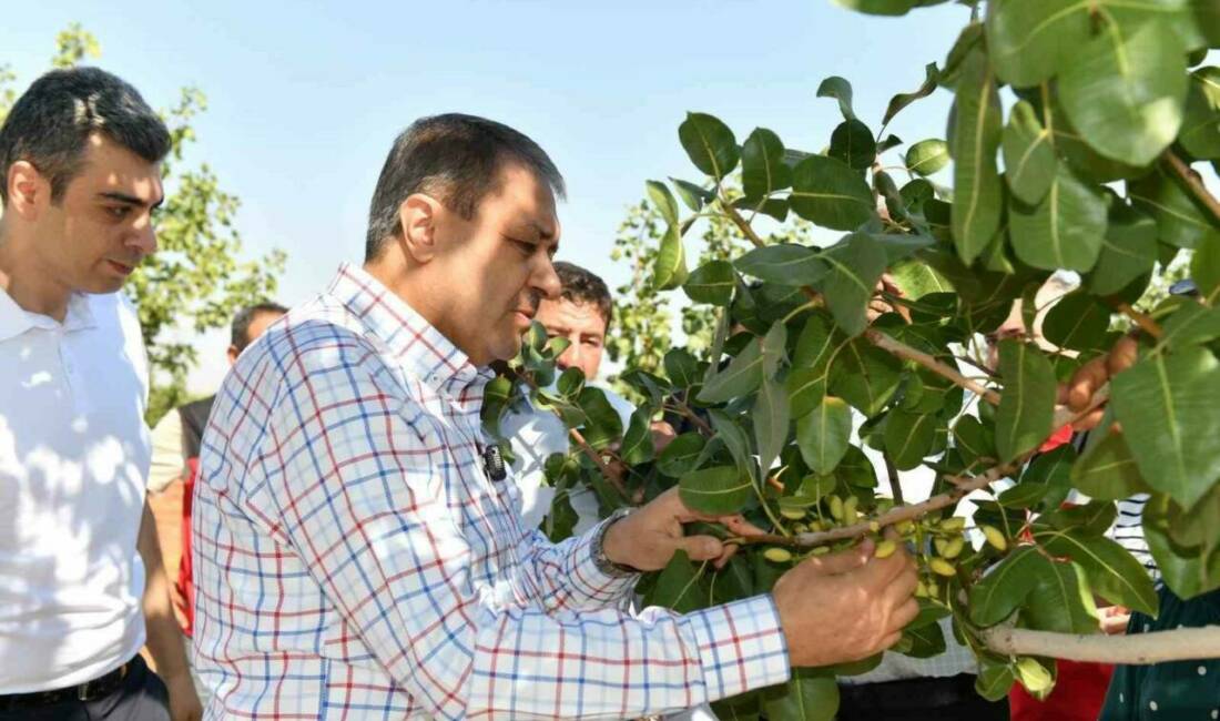 Şanlıurfa Valisi Hasan Şıldak, Türkiye'nin en büyük fıstık üretim merkezi