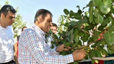 Şanlıurfa Valisi Hasan Şıldak, Türkiye'nin en büyük fıstık üretim merkezi