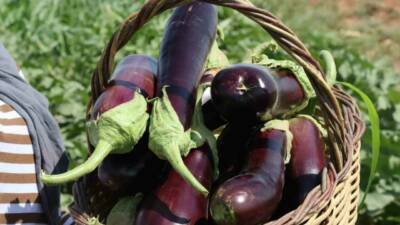 Şanlıurfa Büyükşehir Belediyesi, Eyyübiye ilçesinde bulunan akıllı tarım merkezinde ata