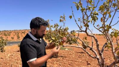 Şanlıurfa'da iklim değişikliği ve artan sıcaklıklar, fıstık ağaçlarında fitoplazma hastalığının