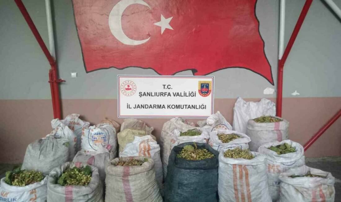 Şanlıurfa'nın Ceylanpınar ilçesinde TİGEM arazisinden fıstık çaldığı belirlenen 13 kişi