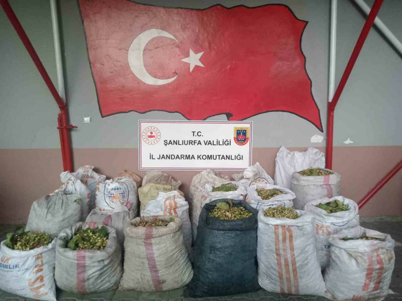 Şanlıurfa'nın Ceylanpınar ilçesinde TİGEM arazisinden fıstık çaldığı belirlenen 13 kişi