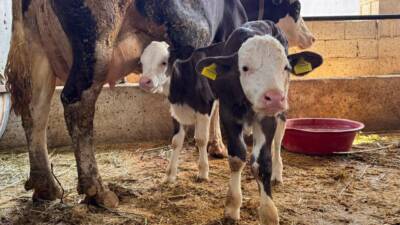 Şanlıurfa'da şap hastalığıyla mücadele kapsamında hayvan pazarlarının kapatıldığı bildirildi. Veterinerler