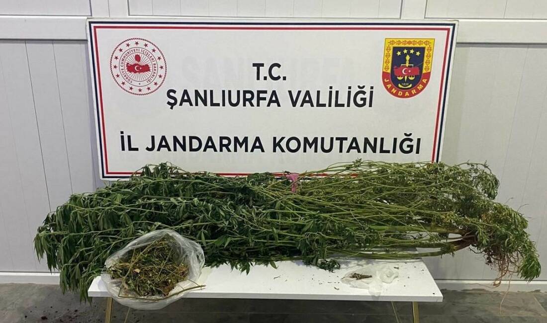 Şanlıurfa'da jandarma tarafından gerçekleştirilen operasyonda 12 zanlı gözaltına alındı. Operasyonda