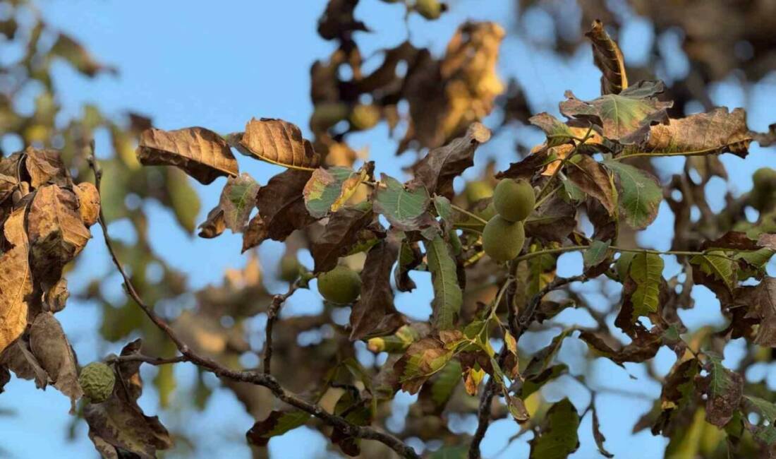 Gaziantep'in Araban ilçesinde aşırı sıcaklar nedeniyle ceviz ağaçlarının yaprakları ve