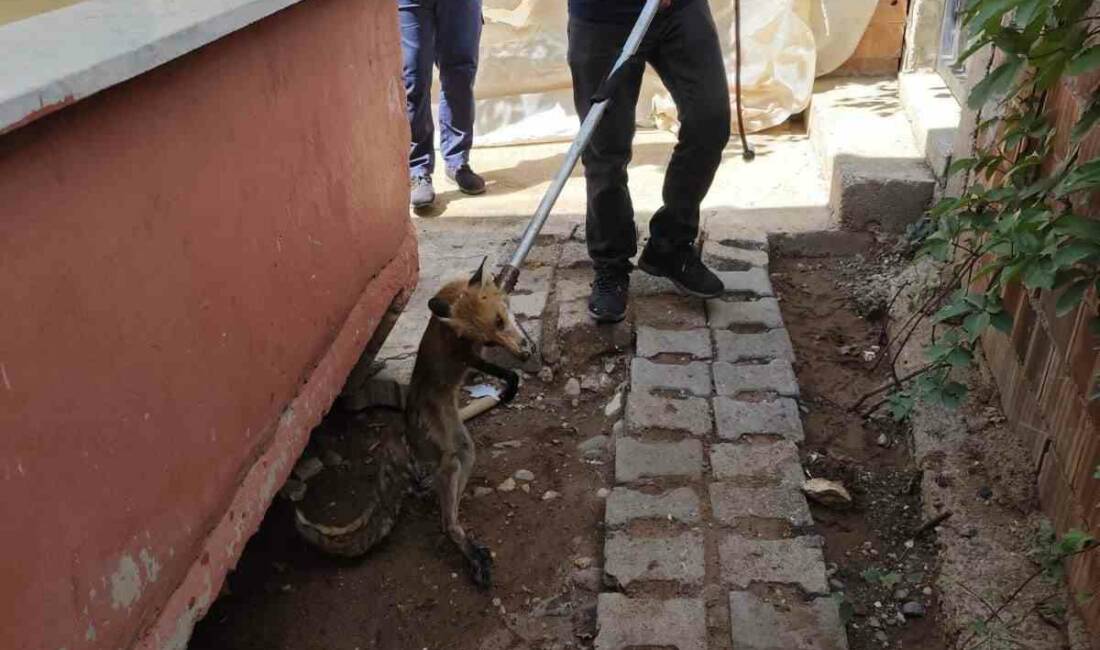 Kurtalan ilçesindeki Garzan Mahallesi'nde bir bahçeye giren tilki, itfaiye ekipleri