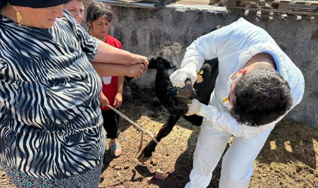Şırnak'ta şap hastalığına karşı hayvan sağlığını koruma amacıyla kapsamlı bir