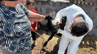 Şırnak'ta şap hastalığına karşı hayvan sağlığını koruma amacıyla kapsamlı bir