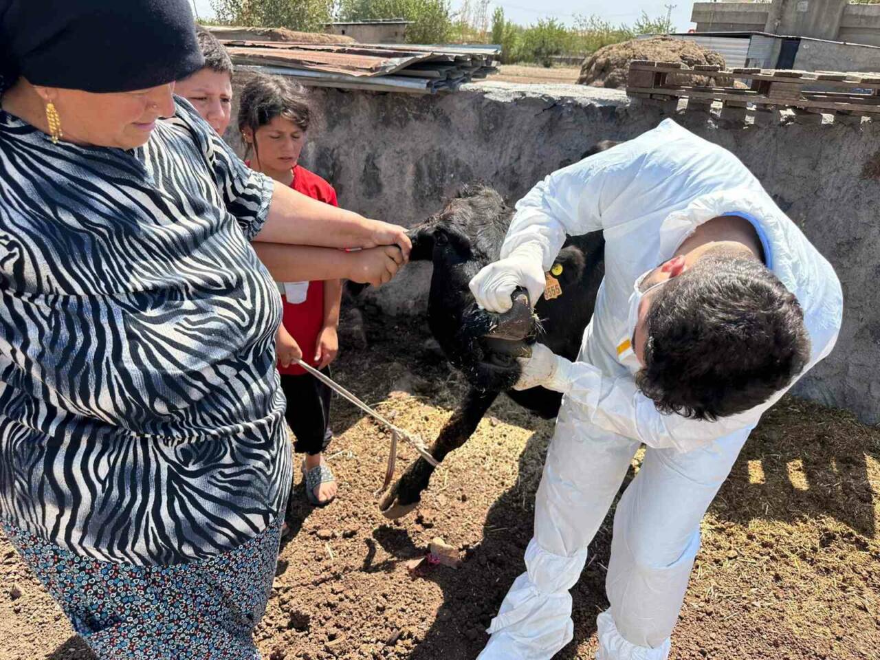 Şırnak'ta şap hastalığına karşı hayvan sağlığını koruma amacıyla kapsamlı bir