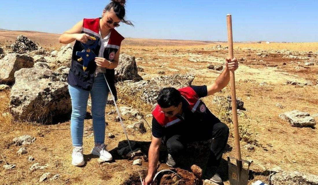 Şırnak İl Tarım ve Orman Müdürlüğü ekipleri, merkez ve İdil