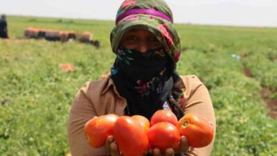 Siverek ilçesinde üretilen domatesler kurutularak dünyanın çeşitli ülkelerine ihraç ediliyor.