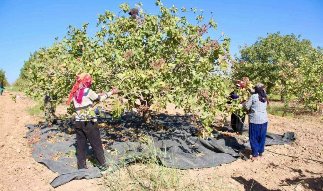 TİGEM'e bağlı Ceylanpınar Tarım İşletmesi'nde fıstık hasadı başladı. Geçen seneye