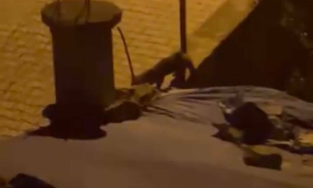 Kurtalan ilçesinde bir evin bahçesine giren tilki, ekipler tarafından yakalanıp