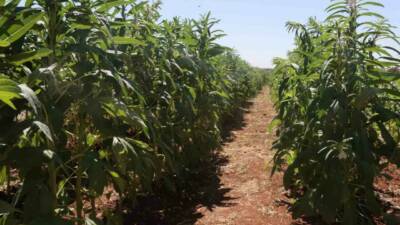 Şanlıurfa Büyükşehir Belediyesi, Urfa Susamı'nın üretimini teşvik etmek için GAPTEM