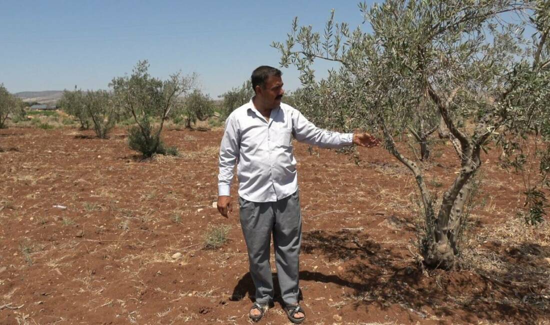 Yavuzlu Köyü Muhtarı Bekir Mülayim, sulama suyunun yetersizliği sebebiyle zeytin