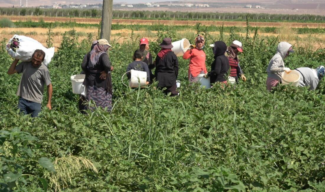 Suriye asıllı Türkmen çiftçi Latif Latif, Kilis'in Elbeyli ilçesinde yol