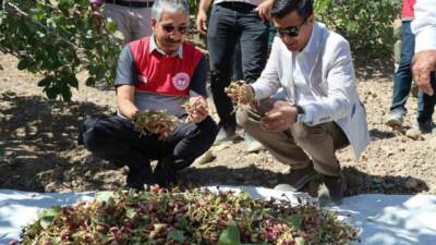304 Bin dekar alanda Antep Fıstık yetiştiriciliğinin yapıldığı Adıyaman’da hasat
