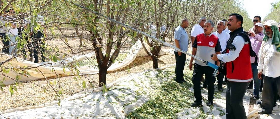 Adıyaman'ın Kahta ilçesinde yoğun katılımla gerçekleştirilen badem hasat şenliğinde, bölgenin