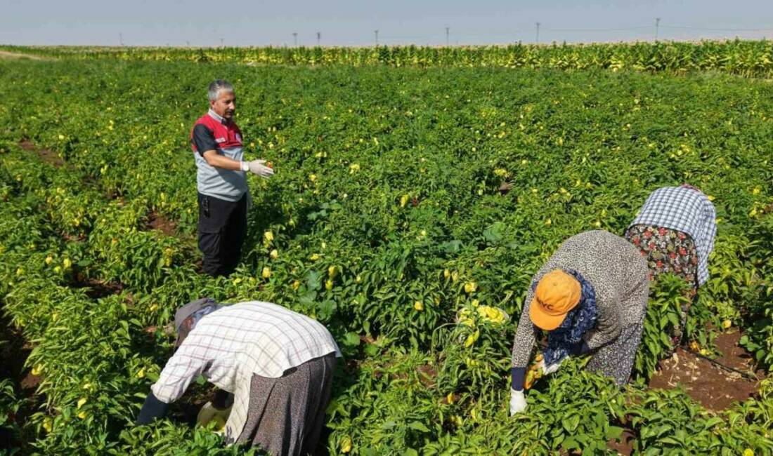 Adıyaman İl Tarım ve Orman Müdürü Abdulkadir Akkan, biber hasadının