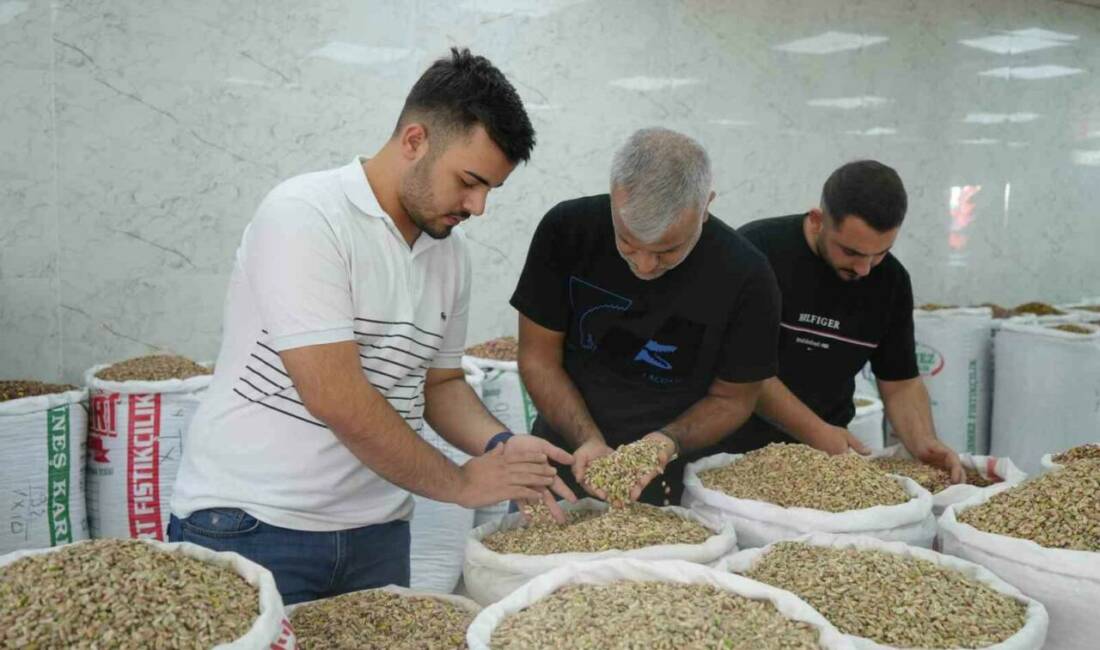 Antep fıstığında bu yıl rekolte düşüşü yaşandı ve fiyatlar ciddi