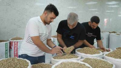Antep fıstığında bu yıl rekolte düşüşü yaşandı ve fiyatlar ciddi