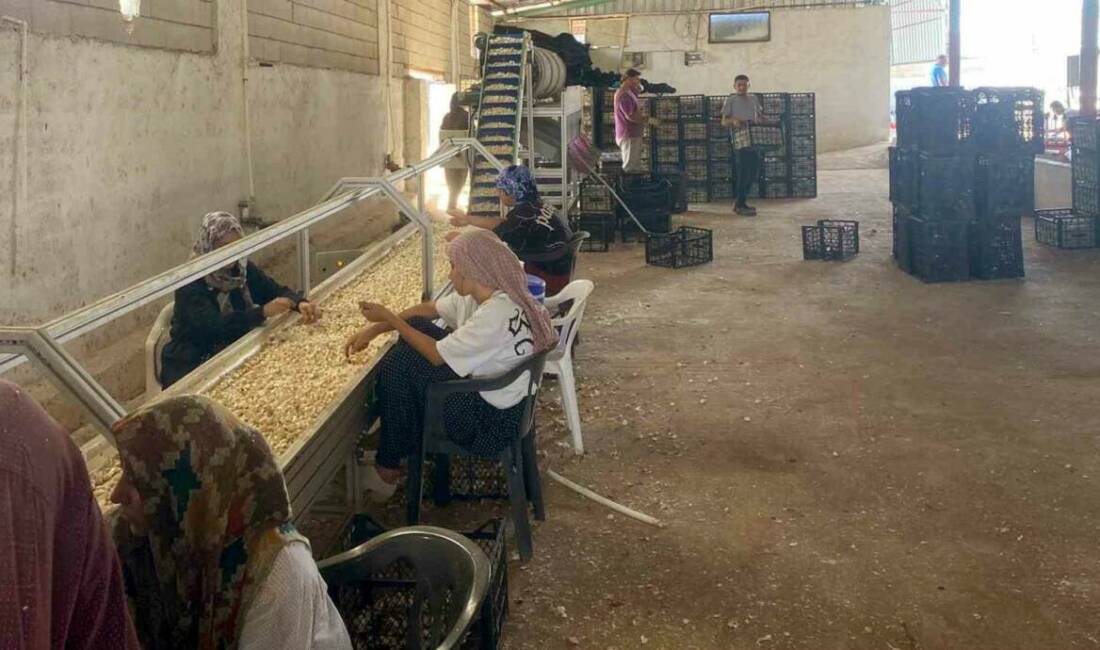 Ziraat Mühendisi Kadir Öztürk, Araban ilçesinde Araban Sarımsağı tohumunu üretmek