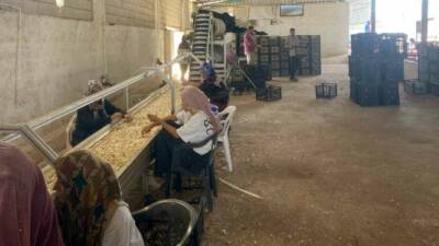 Ziraat Mühendisi Kadir Öztürk, Araban ilçesinde Araban Sarımsağı tohumunu üretmek